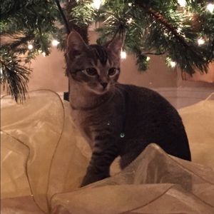 ❤️❤️❤️❤️WILLOW!!!❤️❤️❤️❤️Not for sale!!